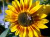 sun-bee2.jpg
