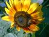 sun-bee3.jpg