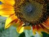 sun-bee4.jpg