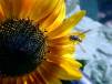 sun-bee5.jpg