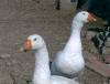 99-susjede3.jpg